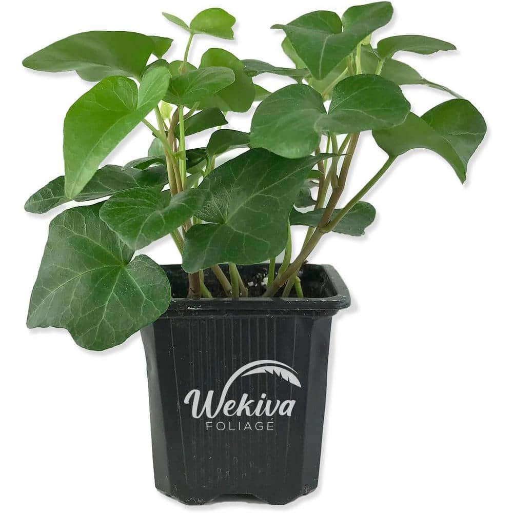 Green English Ivy-Live Plant in a 3 Inch Pot-Hedera Helix-Beautiful Easy Care Air Purifying Houseplant Vine price history on PriceWatchPro
