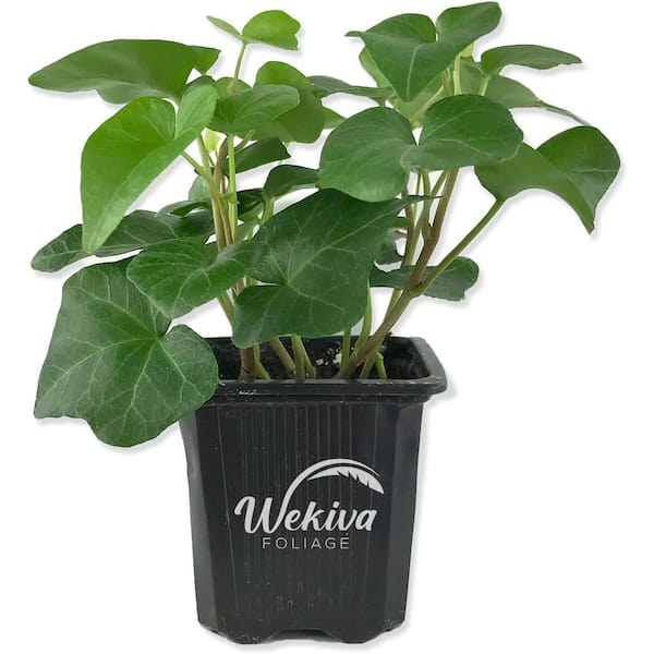 Wekiva Foliage Green English Ivy-Live Plant in a 3 Inch Pot-Hedera Helix-Beautiful Easy Care Air Purifying Houseplant Vine