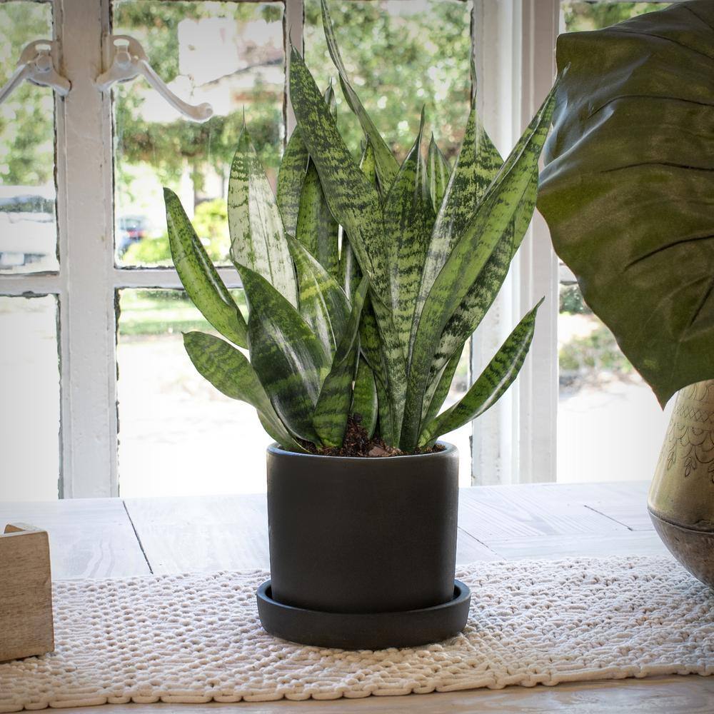 Large Indoor Black Grower Pot Snake Plant 3-Pack
