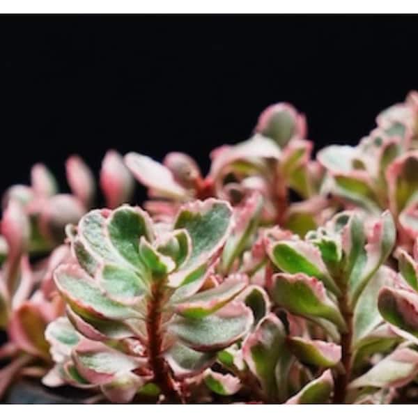 Live Sedum Spurious Tricolor Succulent Plant in Pots (5-Pack