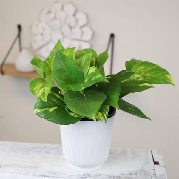 where to buy snake plants near me Full Size Green Snake Plant (Zeylanica) main image 1