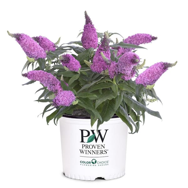 PROVEN WINNERS 2 Gal. Pugster Pinker Buddleia Shrub with Rick Pink Flowers