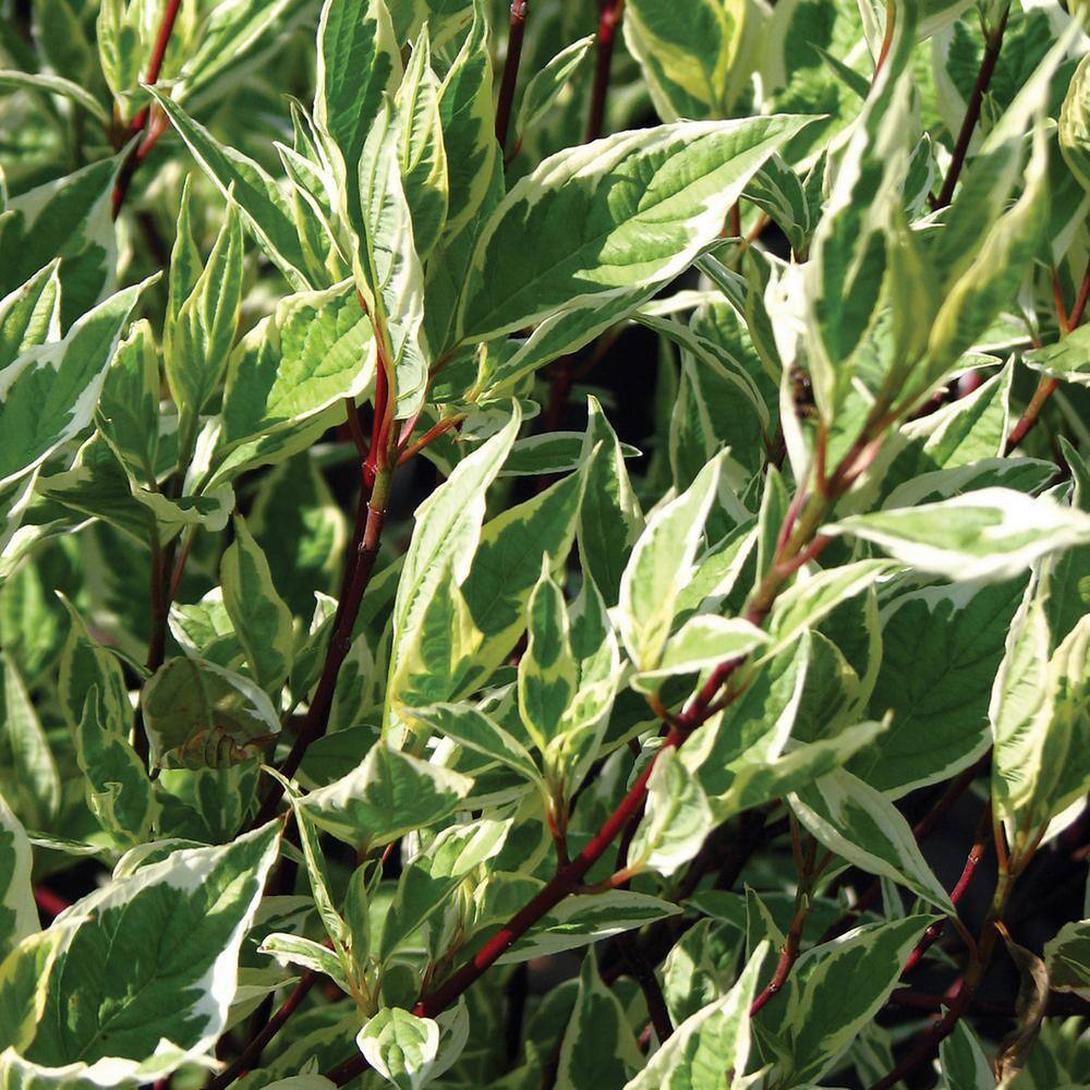 Ivory Halo Dogwood Shrub with Variegated Leaves in 4-Inch Container