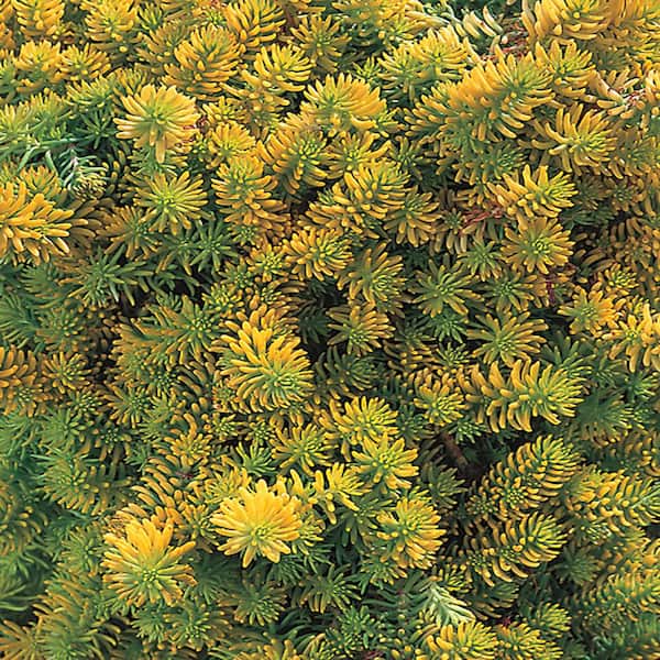 METROLINA GREENHOUSES #4 1 Pt. Angelina Yellow Sedum Ground Cover Plant