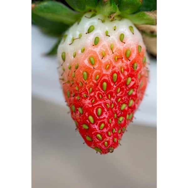 Fruit Fabric by the Yard, Delicious Big Strawberries on Pink