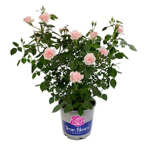 8 qt. True Bliss Live Hybrid Rose Bush with Pink and White Double Flowers in Grower Pot