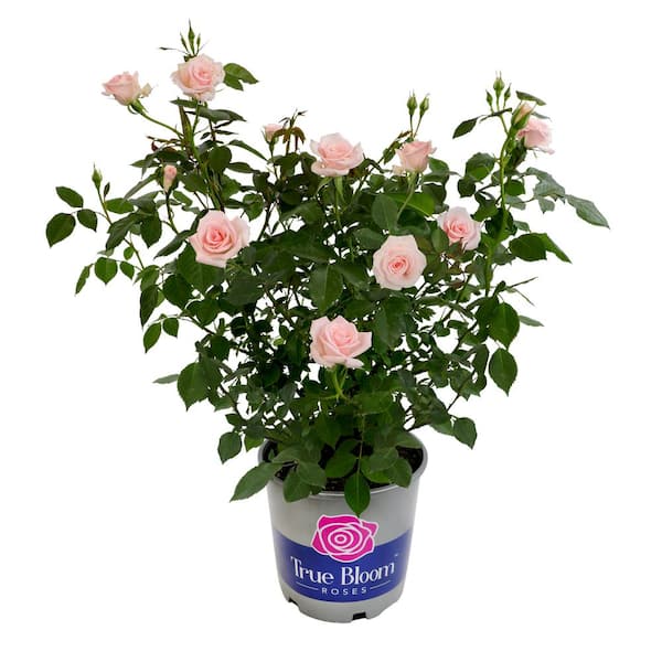 True Bloom 8 qt. True Bliss Live Hybrid Rose Bush with Pink and White Double Flowers in Grower Pot