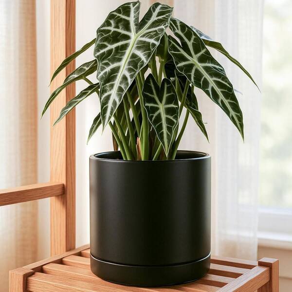 Large Black Ceramic Indoor/Outdoor Planter with Saucer (10 in. W x