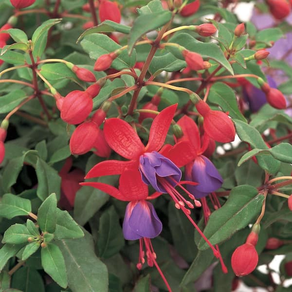 Unbranded 11 in. Red and Blue Fuchsia Plant