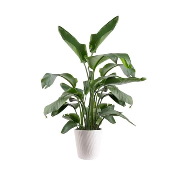 Vigoro White Bird of Paradise Indoor Plant in 12 in. Decor Pot, Avg.  Shipping Height 48-60 in. Tall XL-WBP-S-SAH-01 - The Home Depot