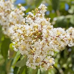 Natchez Crape Myrtle Green Leaf White Flowering Ornamental Tree