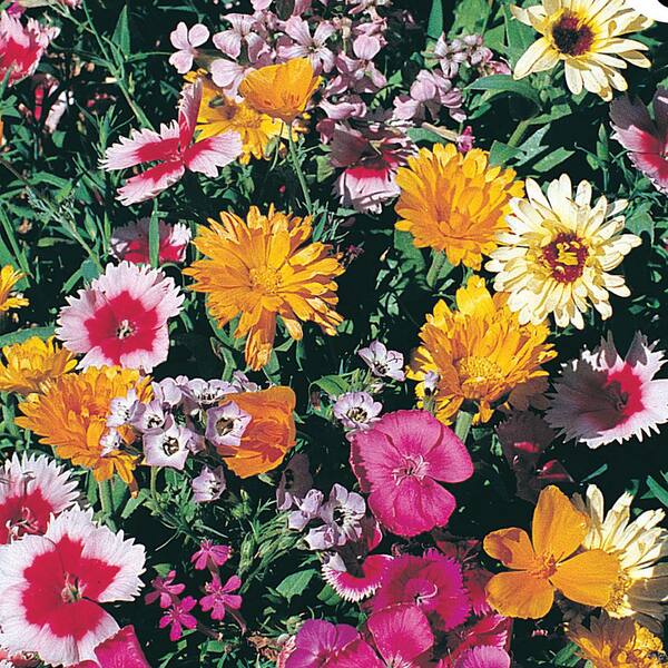 Ferry-Morse Economy Wildflower Fragrant Mixture Flower Seeds 2185 - The Home  Depot