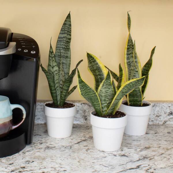 SMART PLANET Striped and Variegated Live Snake Plant (Sansevieria Laurentii) Air Purifying Houseplant in 4.25 in. Grower Pot