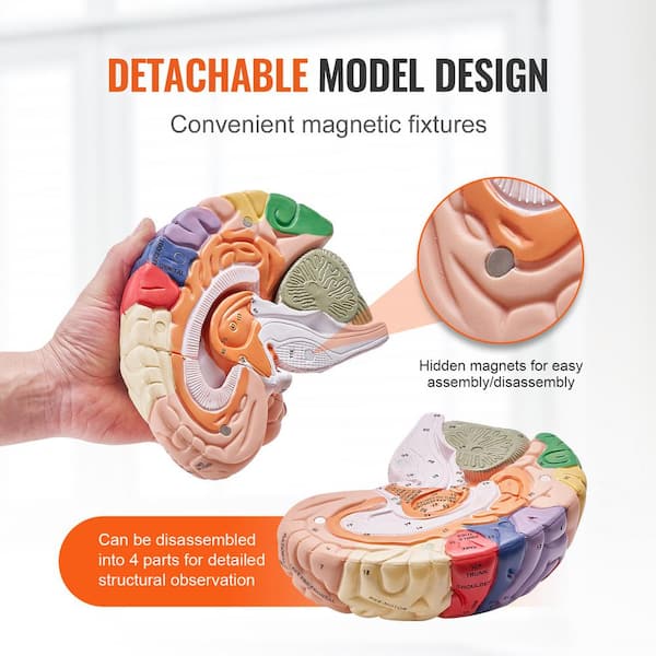 Psychology Education Tool 2X Life-Size Human Brain Anatomy Model ...