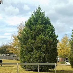 Flowerwood 2 5 Qt Emerald Green Arborvitae Thuja Live Evergreen Shrub Green Foliage 5520q The Home Depot