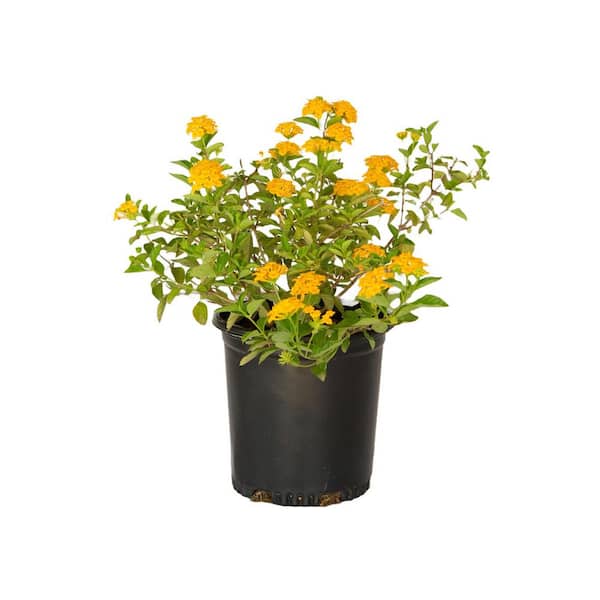 2.5 Qt. New Gold Lantana, Live Perennial Plant, Bright Yellow Bloom Clusters
