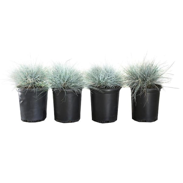 #1 Festuca 'Elijah Blue' Grass (4-Pack)