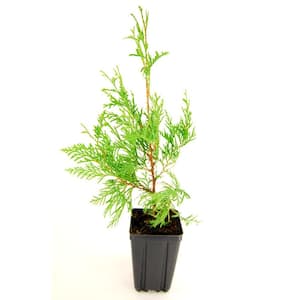 American Arborvitae / White Cedar Potted Evergreen Tree