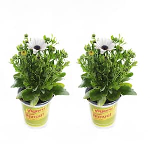 1.71-Pint White Compact Osteospermum Plant (2-Pack)