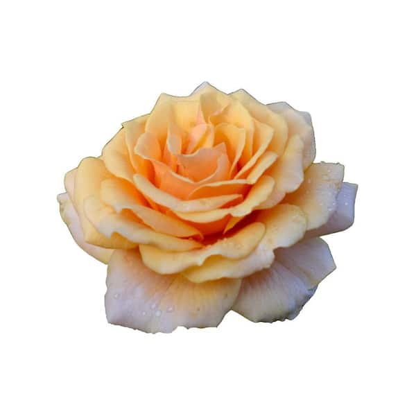 Pure Beauty Farms 2 Gal. My Bouquet Orasyda Rose St. Tropez Rosa