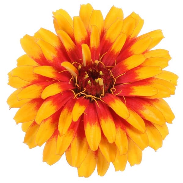 PROVEN WINNERS Sweet Tooth Candy Corn (Zinnia) Live Plant, Deep Orange and Yellow Flowers, 4.25 in. Grande