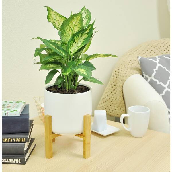 Costa Farms 6 In Dumb Cane Dieffenbachia Plant In White Ceramic Pot Co Df06 3 Midwhtstd The Home Depot