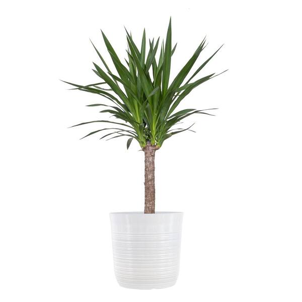 United Nursery Yucca Cane Plant in 10 inch White Decor Pot 74585 - The ...