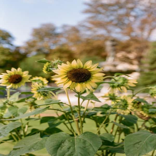 Sereniseed Sereniseed Sunflower Seeds (10-Pack) Sun10 - The Home Depot