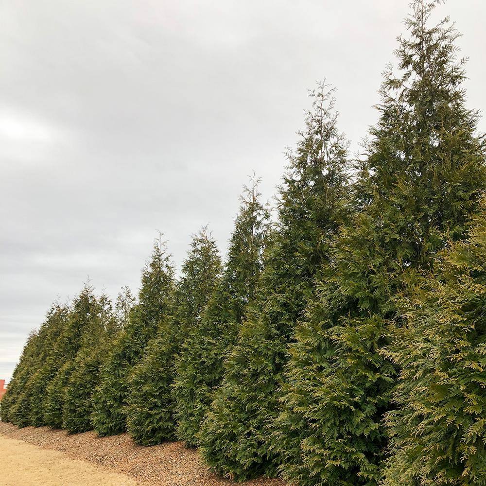 Green Giant Upright Arborvitae Potted Evergreen Shrub Hedge Kit, 3 ft. to 4 ft. Tall (3-Pack) price history on PriceWatchPro