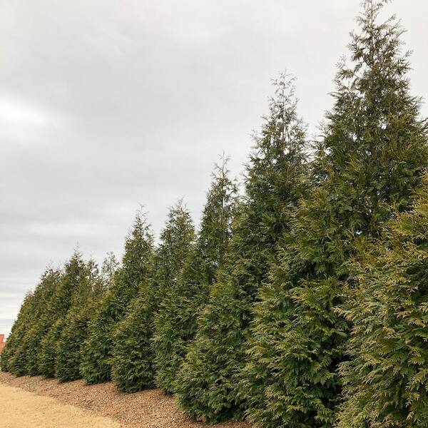 Spring Hill Nurseries Green Giant Upright Arborvitae Potted Evergreen Shrub Hedge Kit, 5 ft. to 6 ft. Tall (10-Pack)