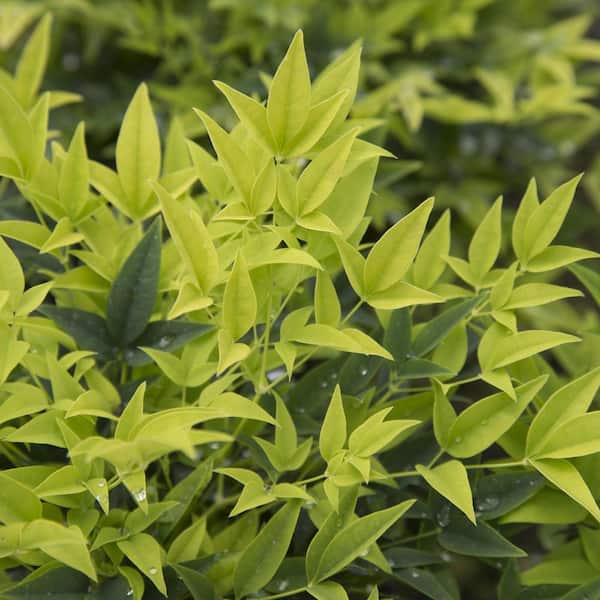 2 Gal. Lemon Lime Nandina, Live Evergreen Shrub, Lime Green New Foliage