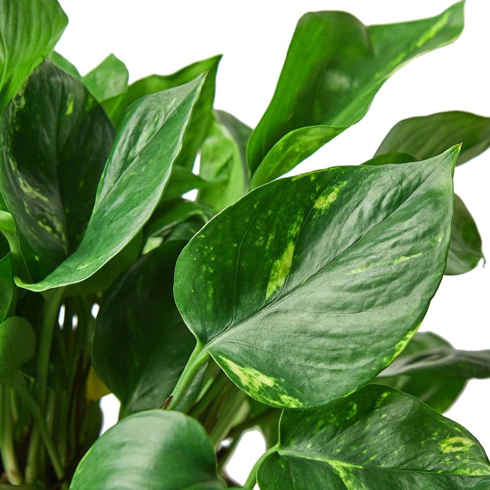Pothos Golden 6" Nursery Pot Indoor/Outdoor Plant