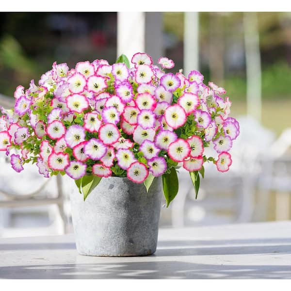 Amazon.com: ICX 10pc Artificial Morning Glory Flowers for