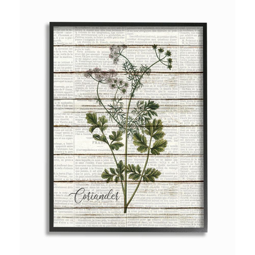 Stupell Industries 11 in. x 14 in. ""Coriander Vintage Herb Kitchen Dining Room Word Collage"" by Kimberly Allen Framed Wall Art, Multi-Colored -  kwp-2102fr11x14