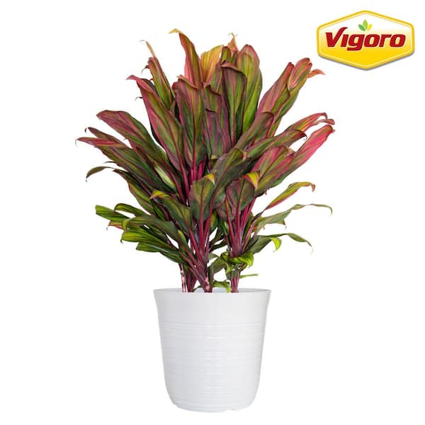12 in. Vigoro Cordyline Harlequin Plant in White Decor Pot