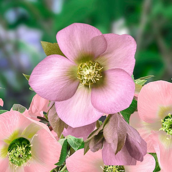 Spring Hill Nurseries King Single Soft Pink Lenten Rose (Helleborus), Live Perennial Plant with Pink Flowers Grown in a 3 in. Pot (1-Pack)
