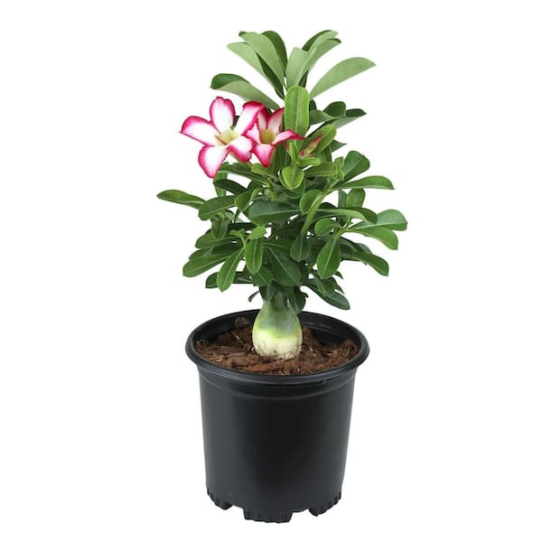 Picotee Adenium Succulent (Desert Rose) in 1 Gal. Pot with Pink & White Flowers, Easy Indoor Houseplant or Outdoor Plant