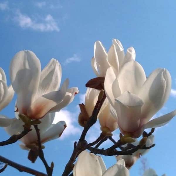 2 gal. Marilyn's Choice Deciduous Japanese Magnolia Tree with Pink