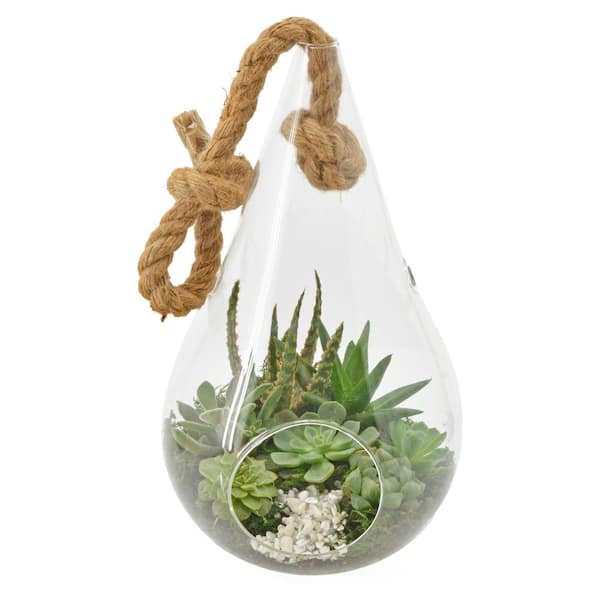 Arcadia Garden Products - Pear 7 in. x 12 in. Glass Hanging Terrarium