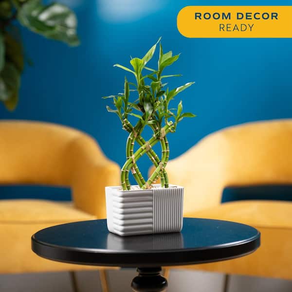 Grower's Choice Braided Lucky Bamboo Indoor Plant 5.5 in. White Square Ceramic Planter, Avg. Shipping Height 1-2 ft.Tall