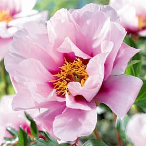 3/5 Eyes, Pink Cora Louise Itoh Peony Flower Bulbs, Live Bare Root (Bag of 1)