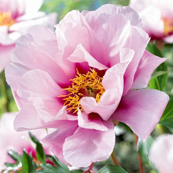 Garden State Bulb 3/5 Eyes, Pink Cora Louise Itoh Peony Flower Bulbs ...