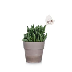 Wild Interiors 5 in. Crassula Succulent in a Terra Cotta Pot