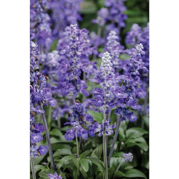 PROVEN WINNERS 4.25 in. Grande Blue Flowers Unplugged So Blue (Salvia) Live Plants (4-Pack)