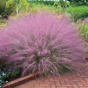 Pink Muhly Grass (Muhlenbergia) Live Perennial Plant Grown in a 3 in. Pot with Pink Plumes