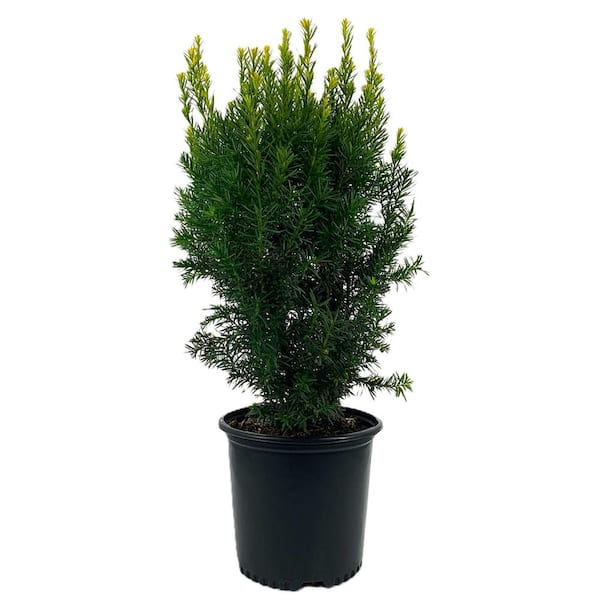 2.25 Gal. Hicks Yew Taxus x Media 'Hicksii' Live Evergreen Shrub