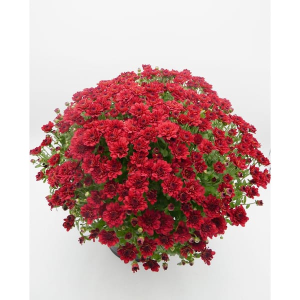 3 qt. Chrysanthemum (Mum) Annual Fall Outdoor Live Plant with Red Flowers in 8 in. Grower Pot (2-Pack)