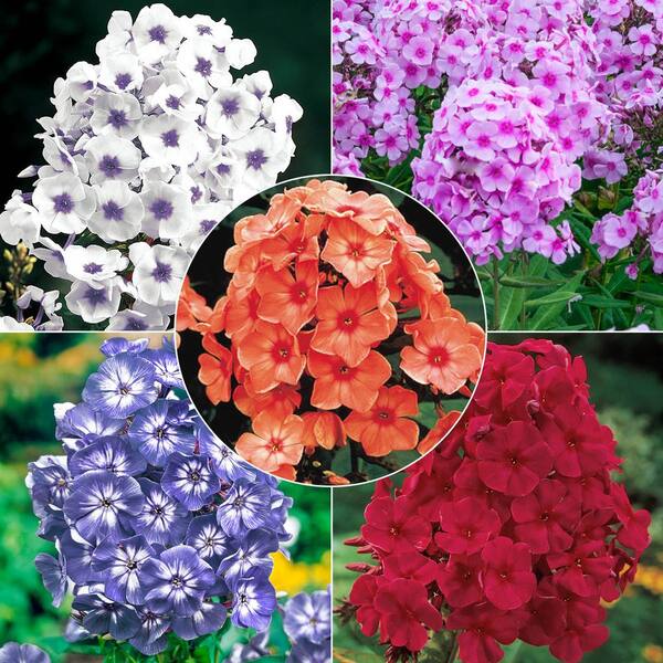 Spring Hill Nurseries Tall Phlox Mulit-Colored Flowering, Dormant Bareroot Perennial Plant (10-Pack)
