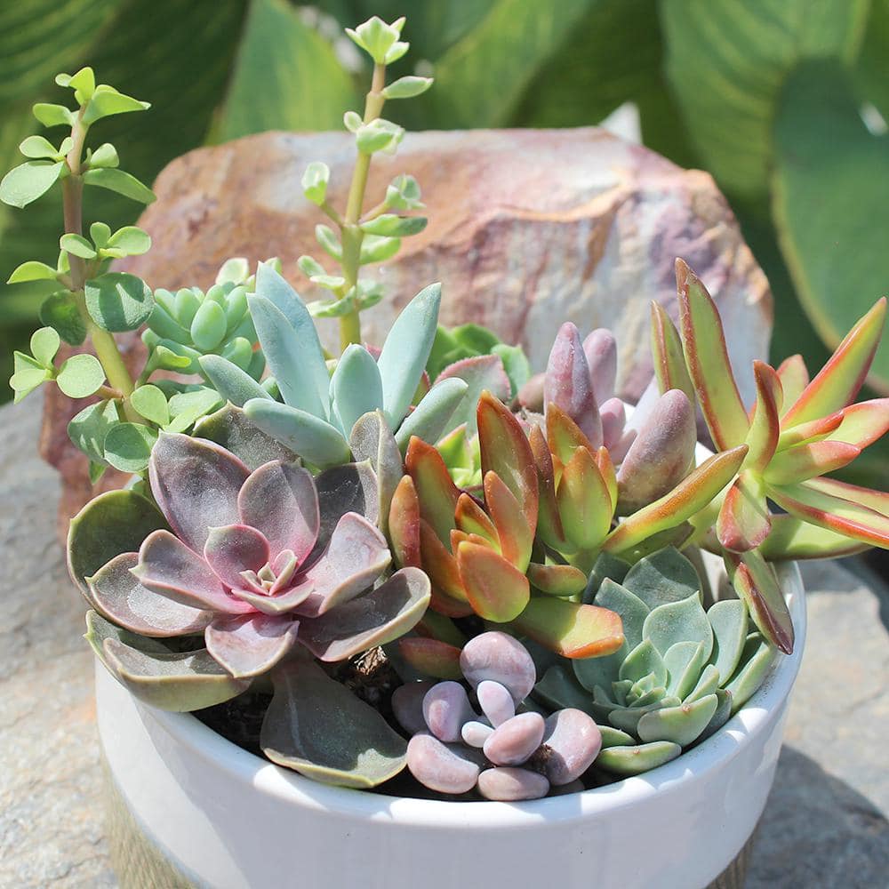 Multicolor Indoor/Outdoor Succulent Variety Pack with Plastic Pots