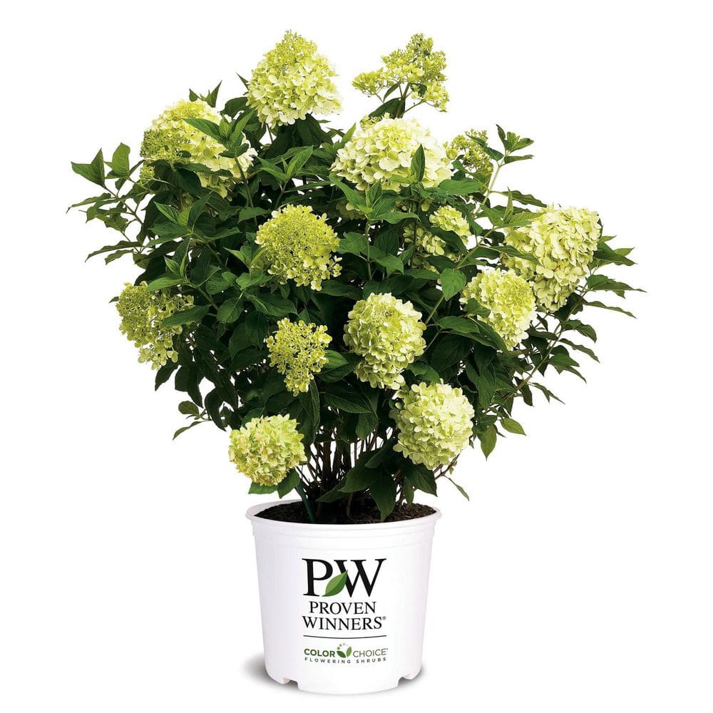 PROVEN WINNERS 2 Gal. Limelight Hydrangea Deciduous Live Plant